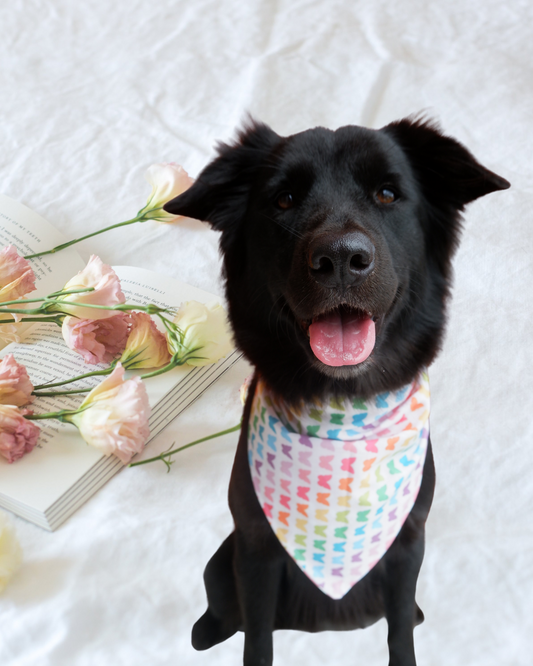 Multi-Colour Butterfly/Flower Double Sided Pet Scarf Bandana